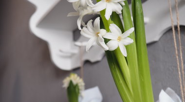 DIY: 3 nápady na dekorace s hyacinty