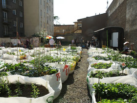 Vlastní zelenina ve městě? Vyzkoušejte komunitní zahrady