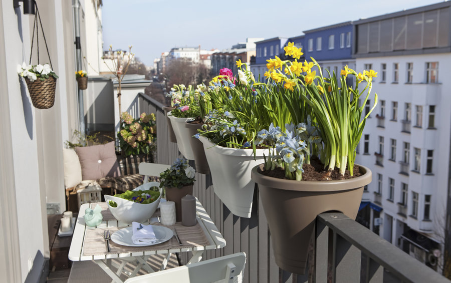 Jak správně pečovat o balkónové rostliny?