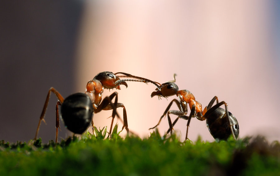 Mravenci na zahradě – jak na ně?