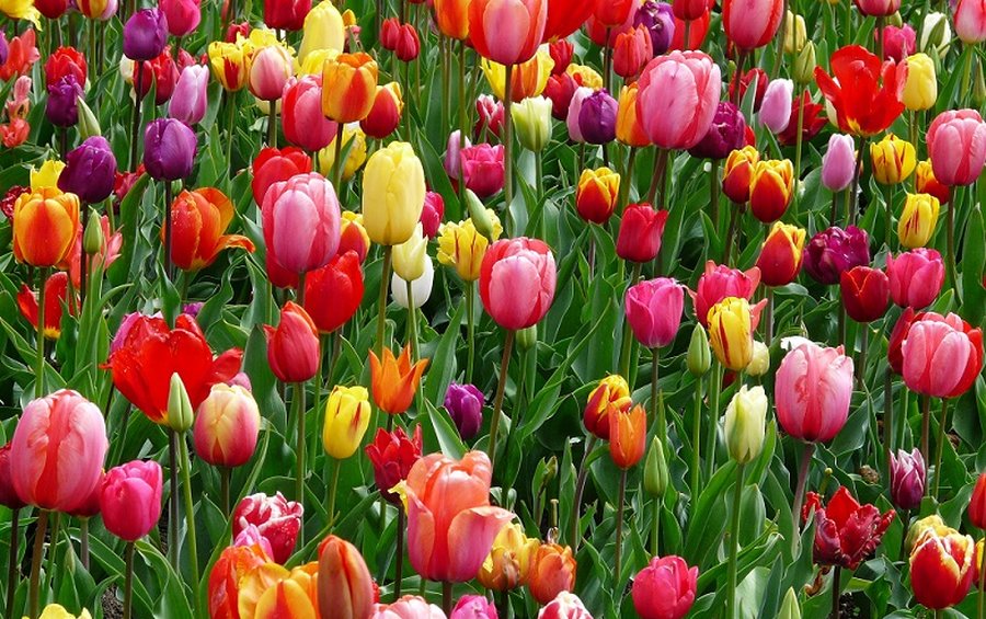 Jak se postarat o jarní cibuloviny, tulipány, narcisy po odkvětu